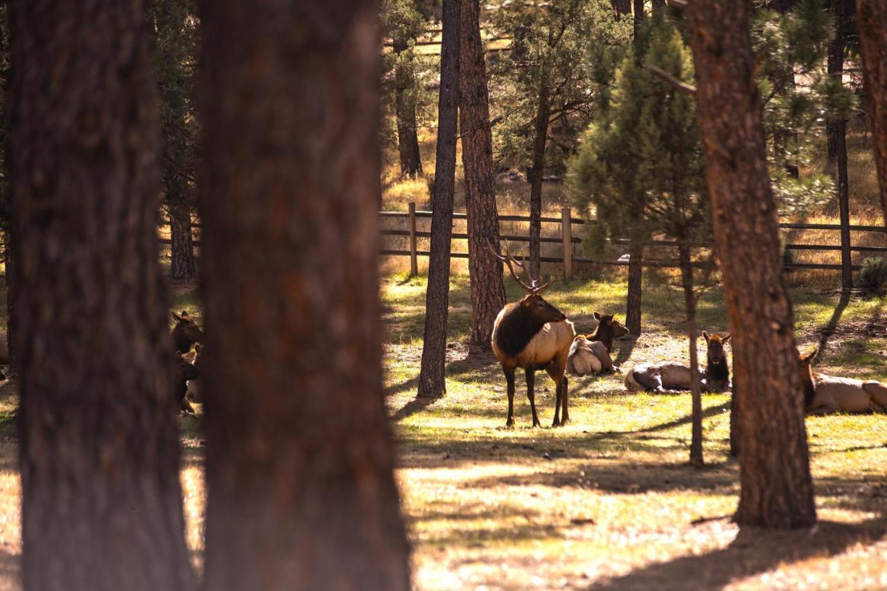 Huge Ruidoso Retreat With Game Room, Pool, 2 Balconies, 2 Kitchens - Sleeps 17! エクステリア 写真