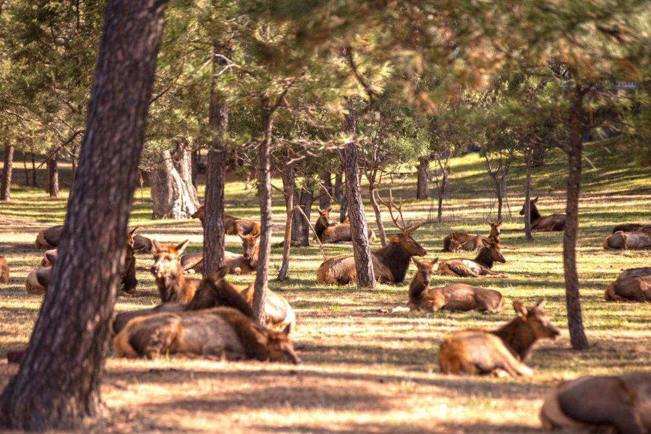 Huge Ruidoso Retreat With Game Room, Pool, 2 Balconies, 2 Kitchens - Sleeps 17! エクステリア 写真